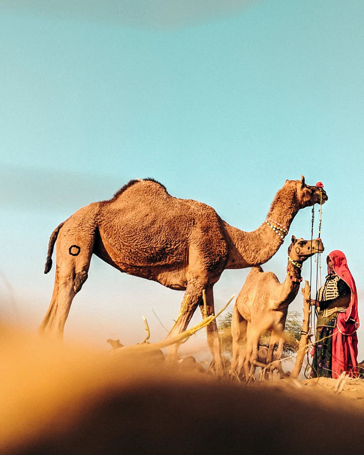 30 Günlük Tek Girişli Dubai Vizesi